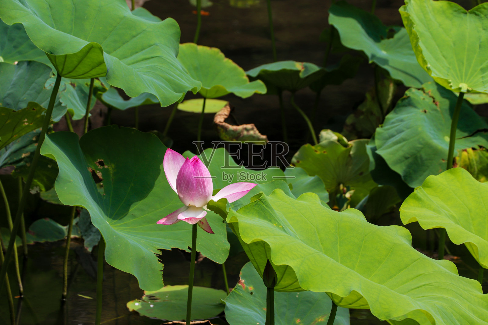 绿叶中一朵粉红色的莲花照片摄影图片