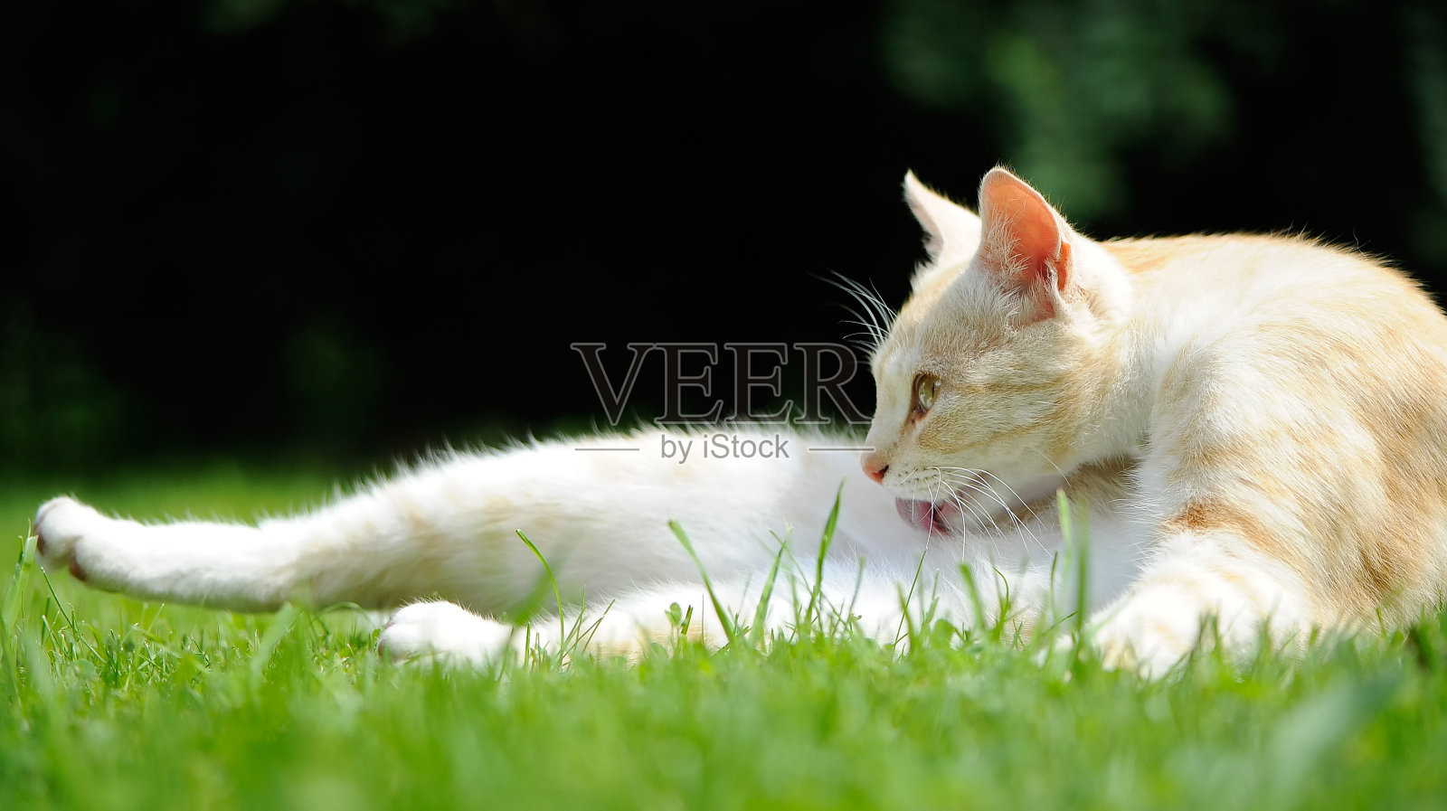 猫在户外舔自己照片摄影图片