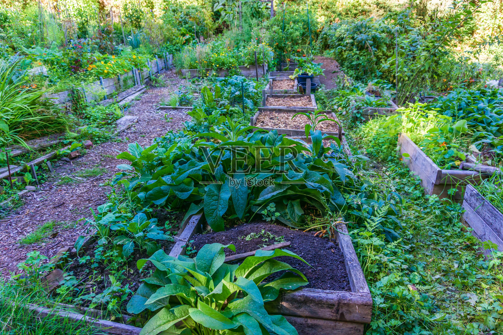 西雅图豌豆园照片摄影图片