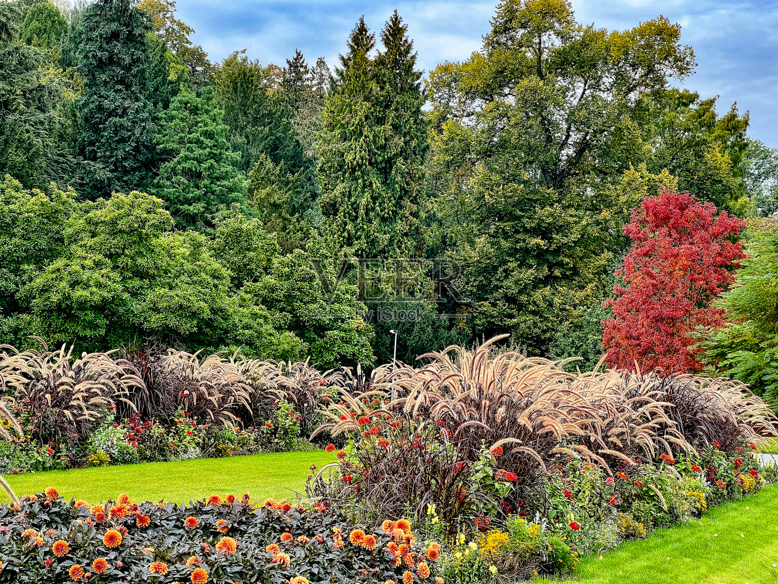 美丽的花朵。照片摄影图片