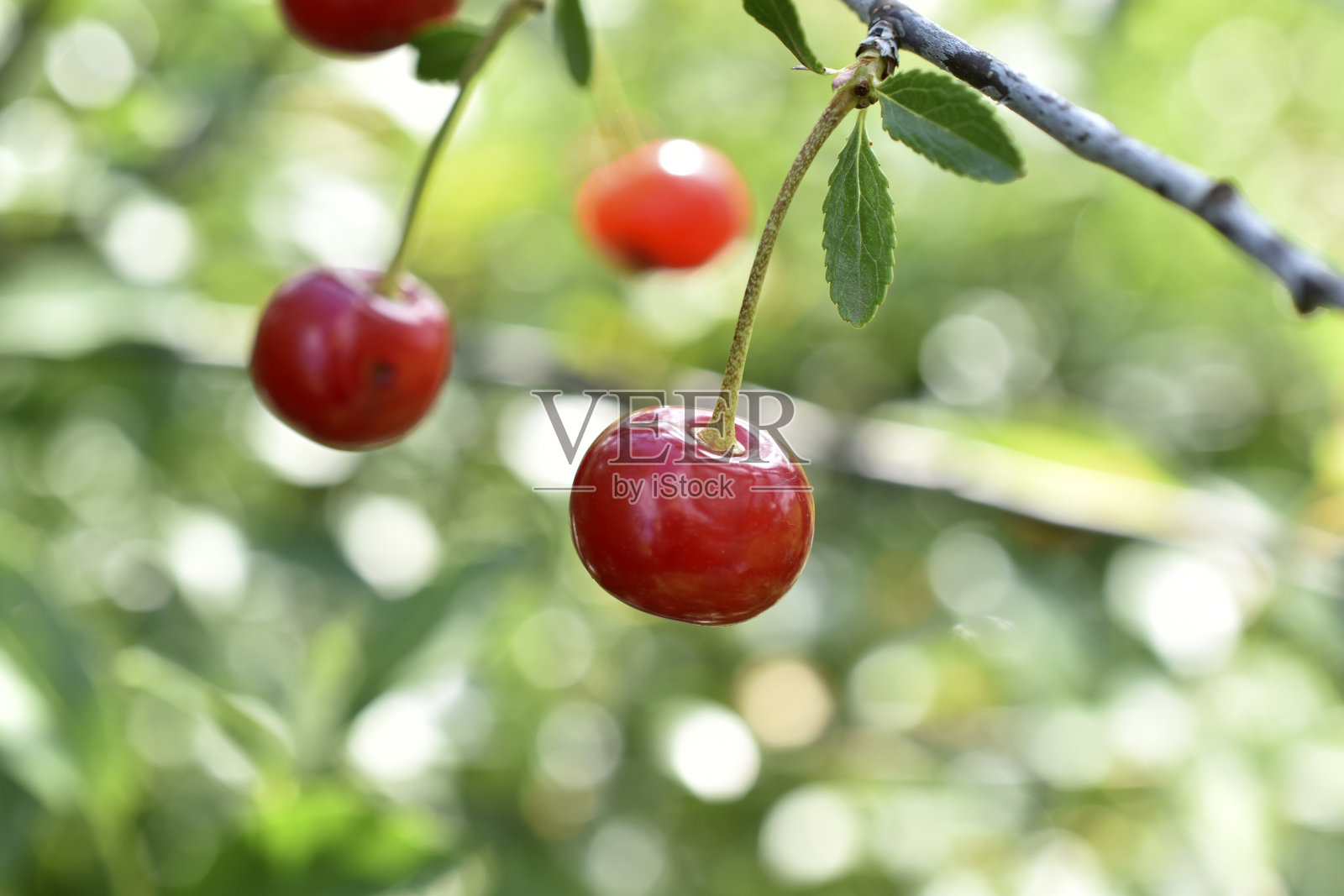 绿色灌木上鲜红多汁的樱桃浆果。樱桃浆果特写。照片摄影图片