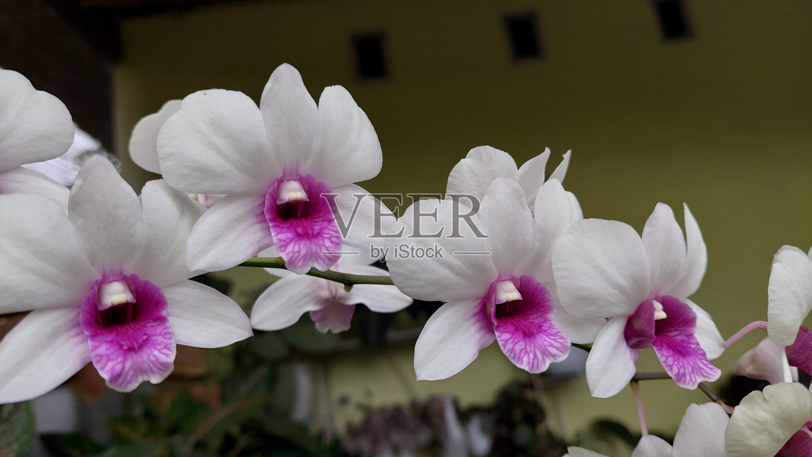 紫白兰花照片摄影图片