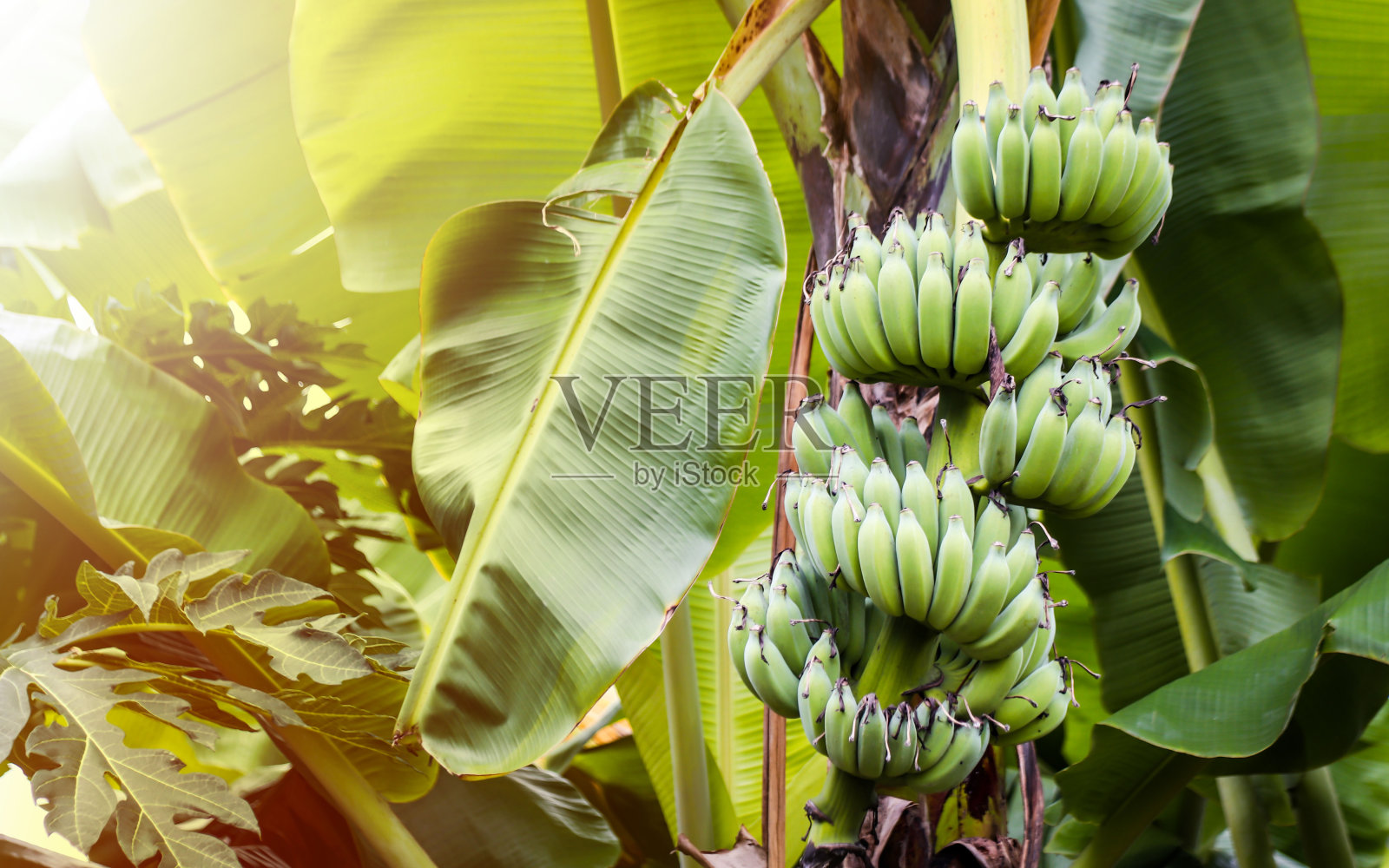 香蕉。照片摄影图片