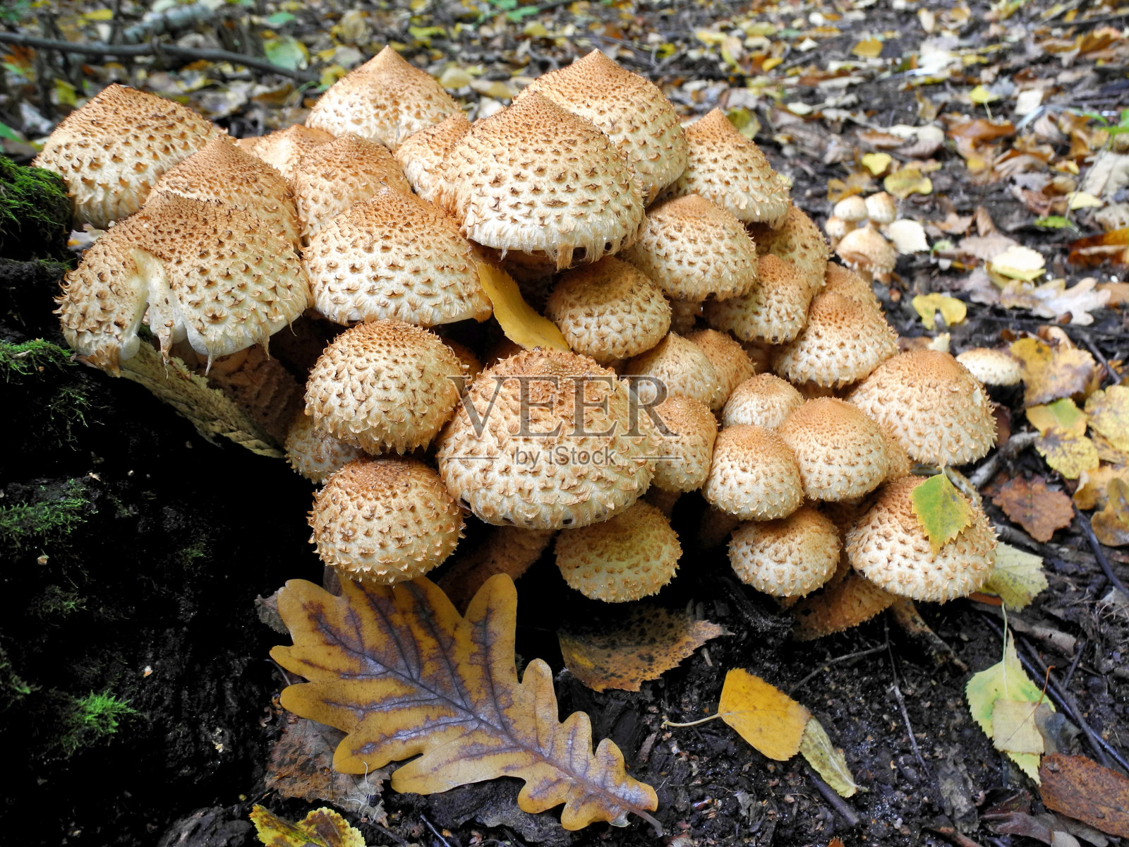 在树干上的毛状鳞茎蘑菇照片摄影图片