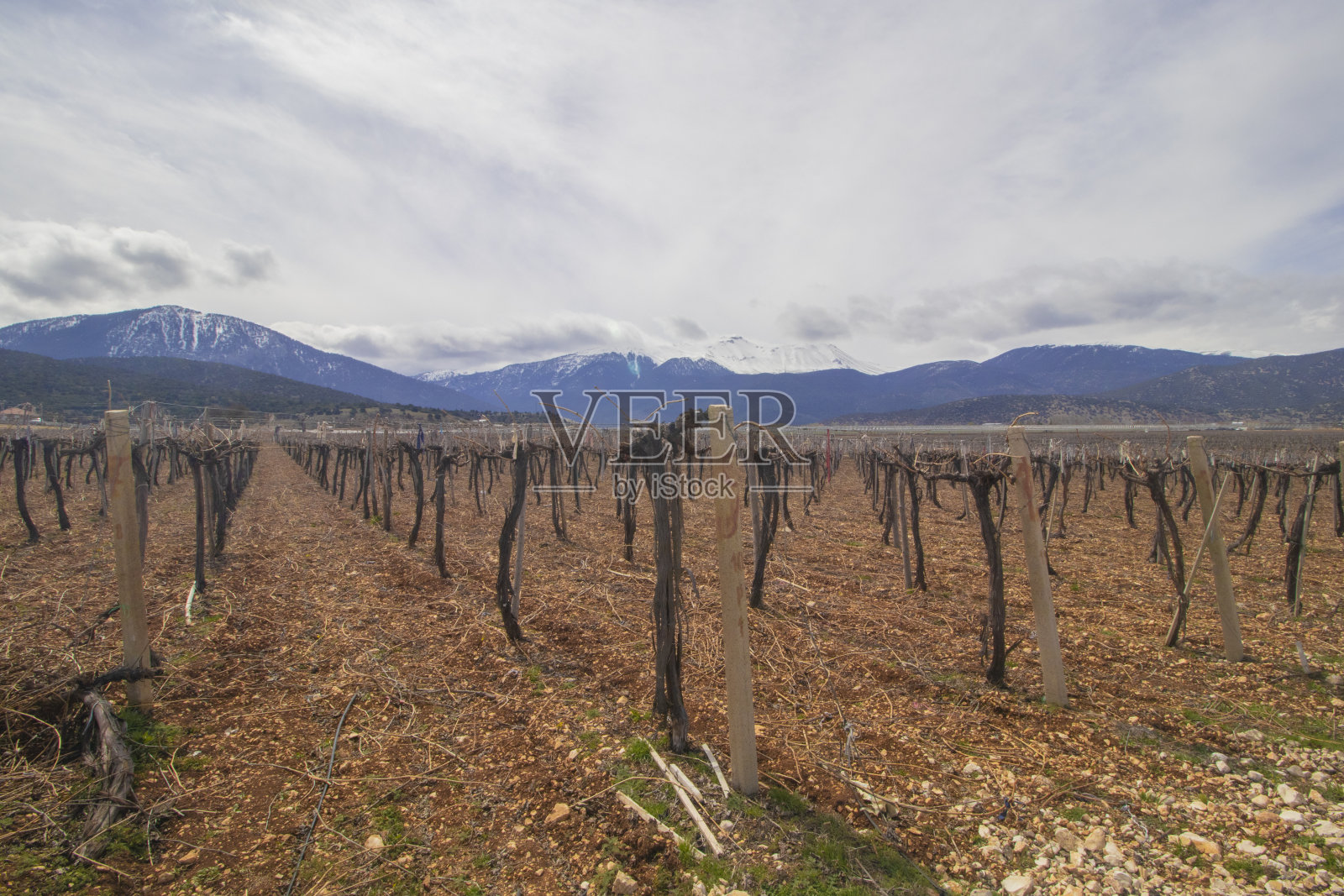 不同角度的葡萄园照片摄影图片