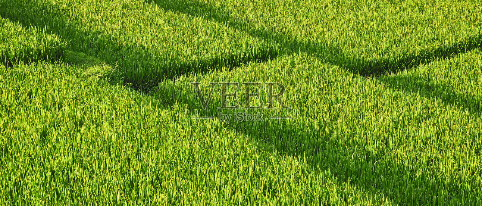 印尼爪哇岛的稻田照片摄影图片