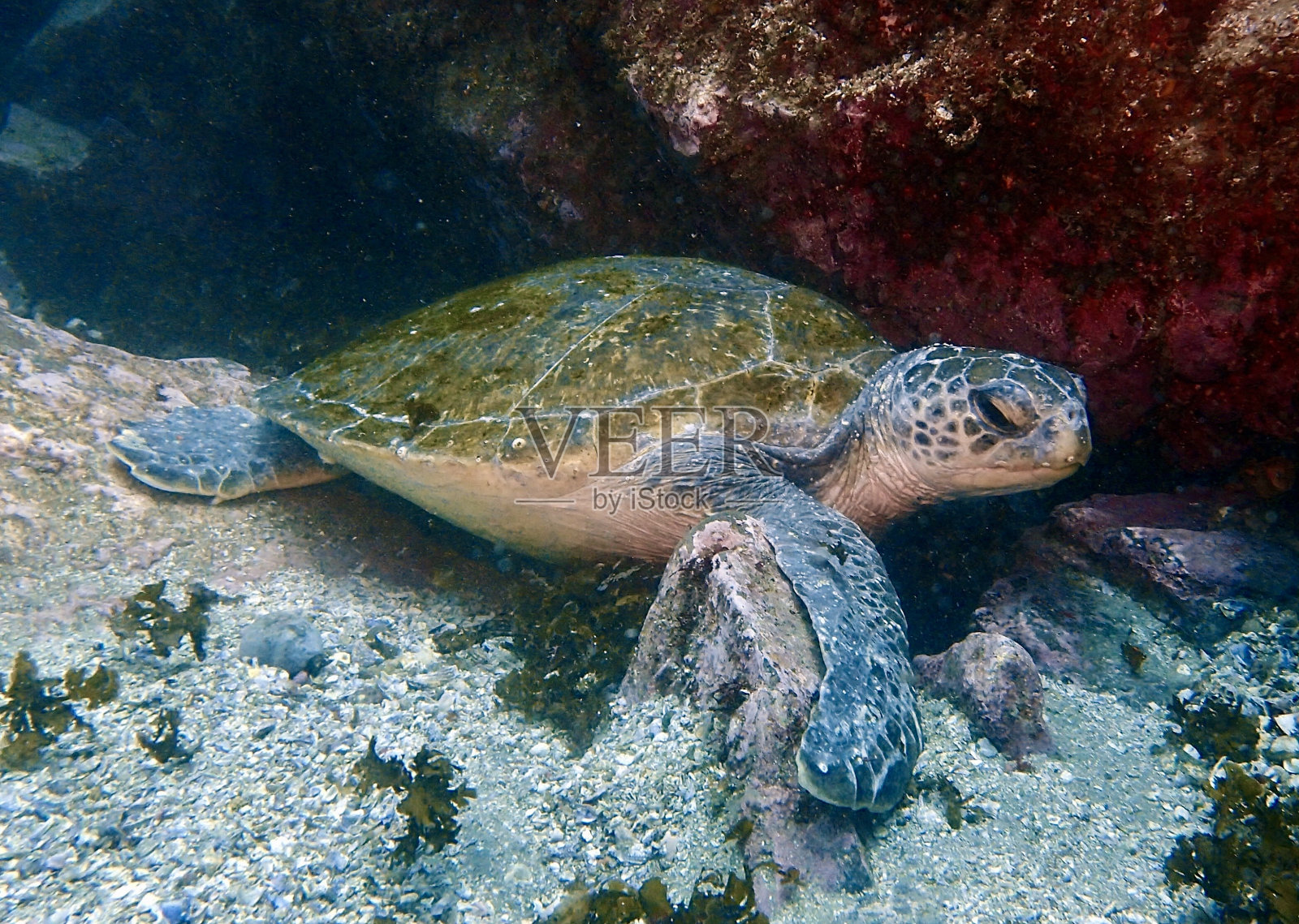 海龟照片摄影图片