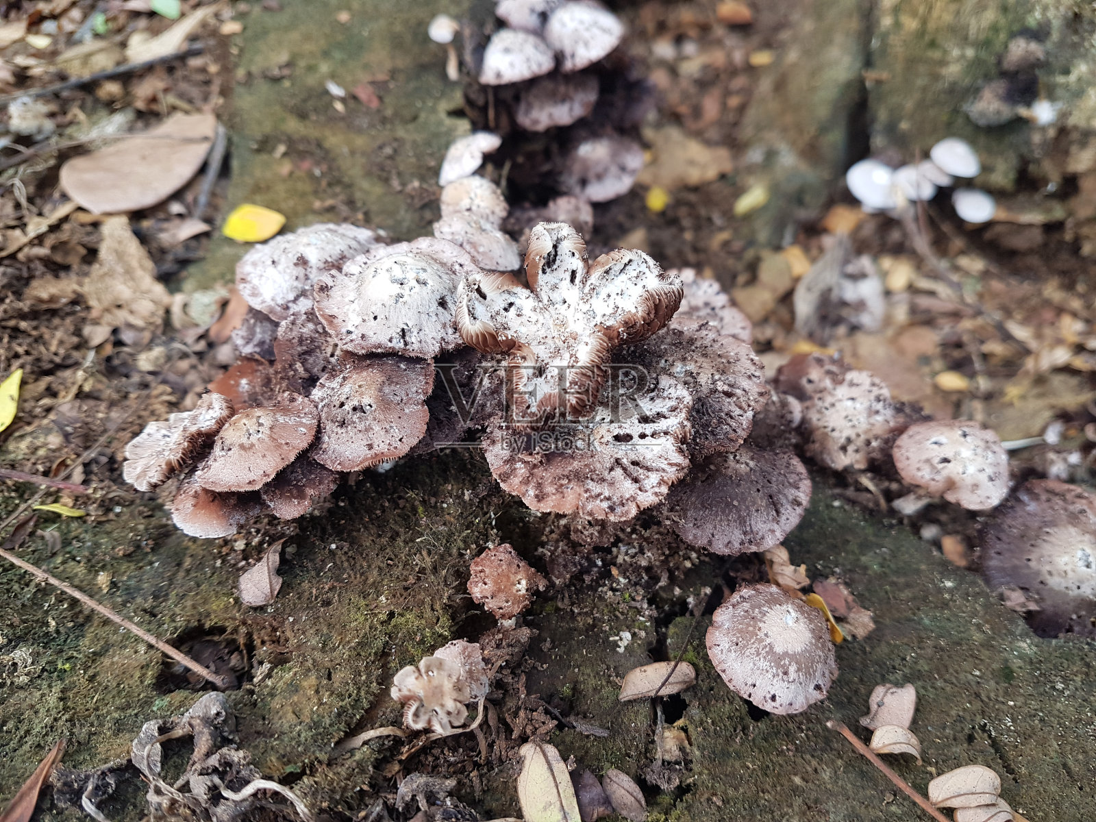 蘑菇照片摄影图片