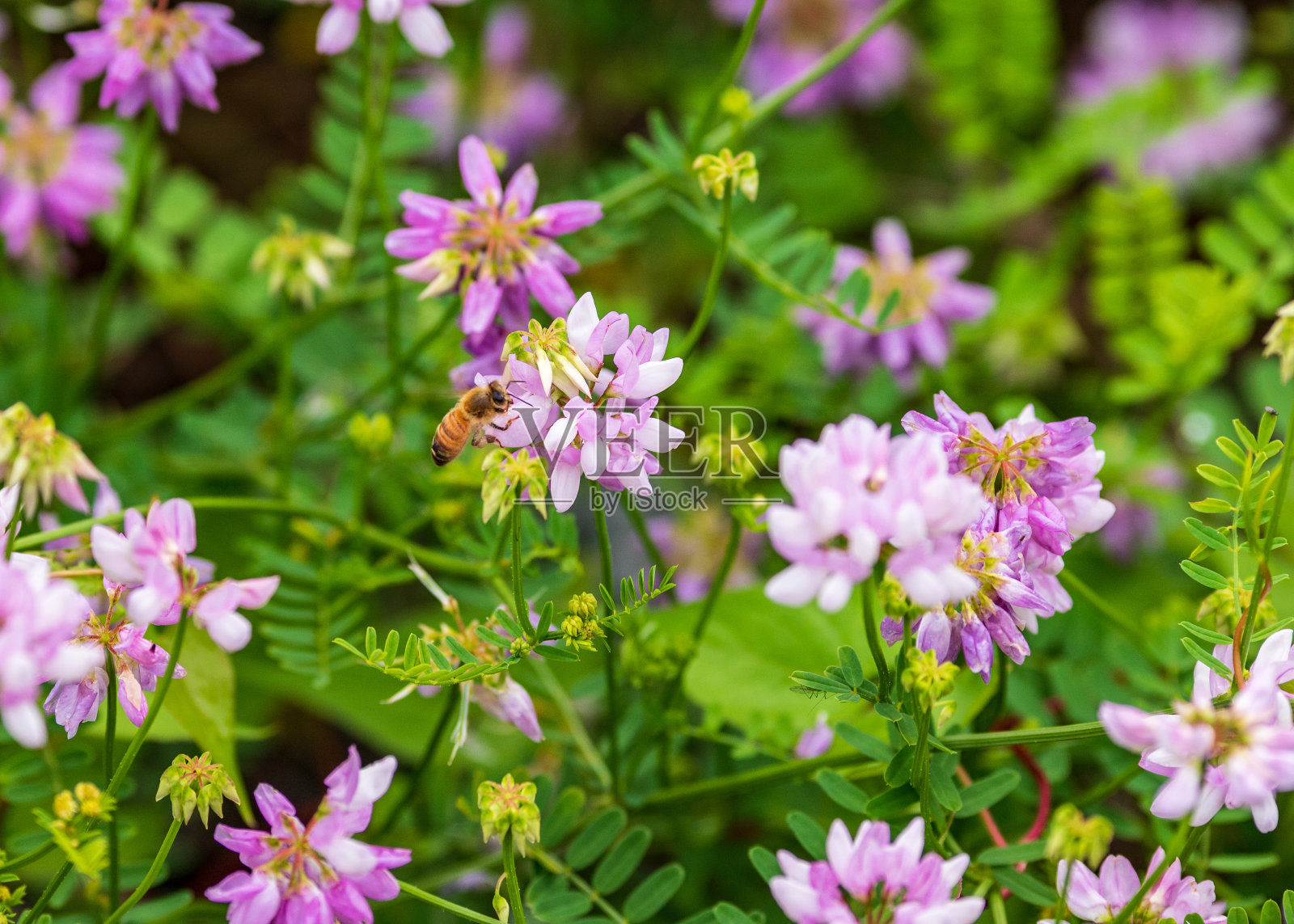 花照片摄影图片
