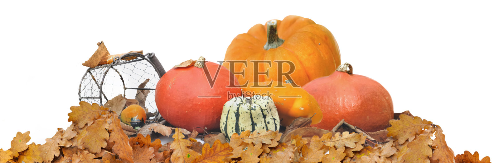 白色背景下,一组组叶葫芦排列成全景照片摄影图片