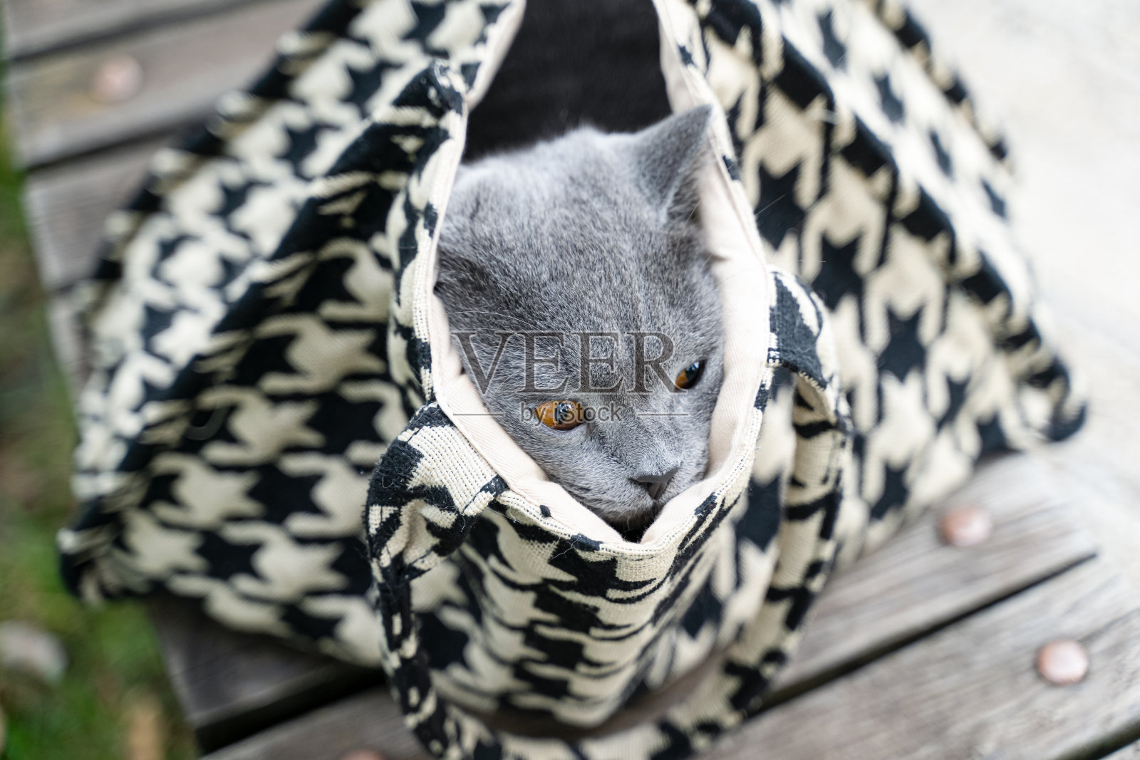 口袋里的猫照片摄影图片