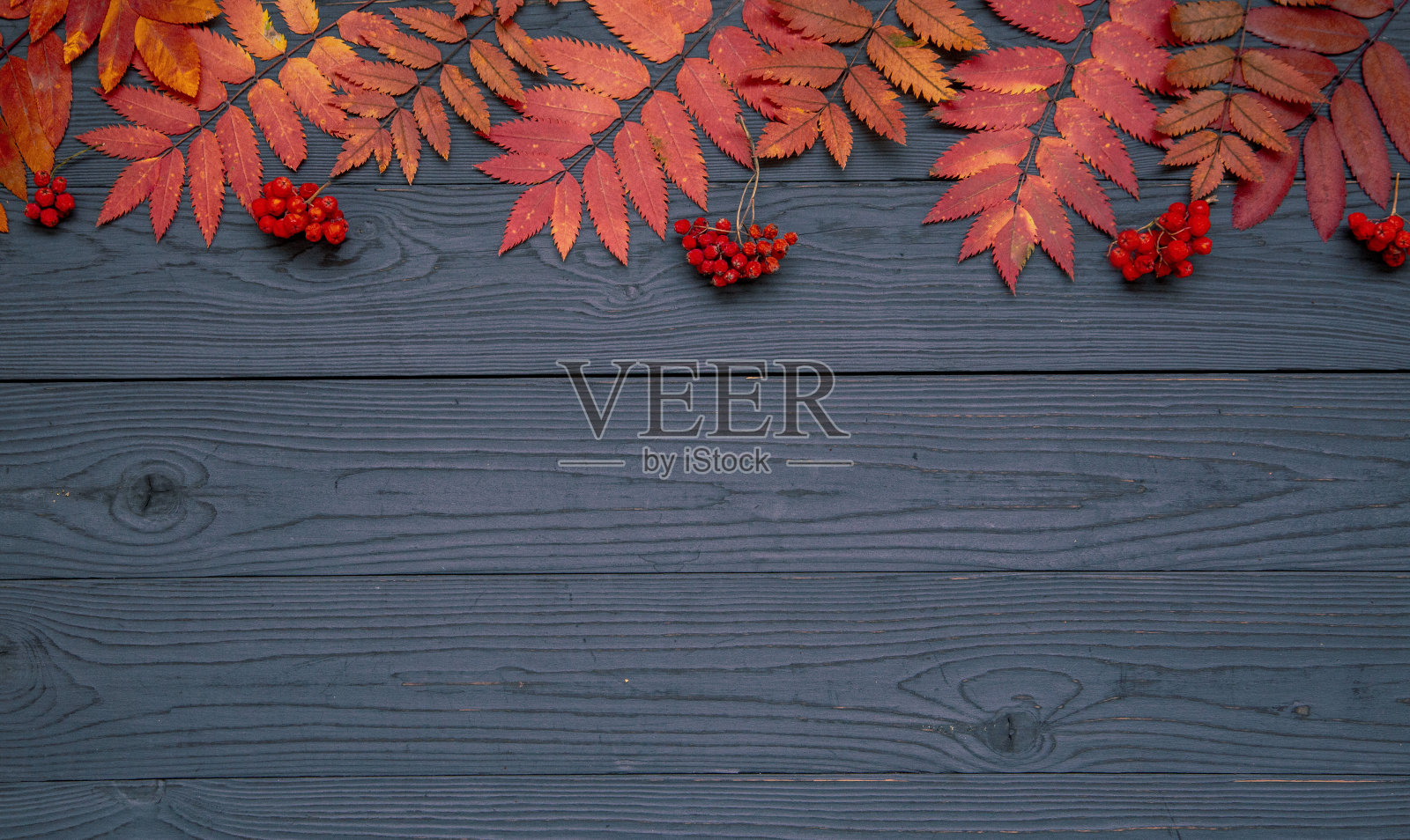 秋天的背景,秋天的心情。深色木桌上摆着明亮的树叶和红色的罗恩果。带有复制空间的俯视图。照片摄影图片