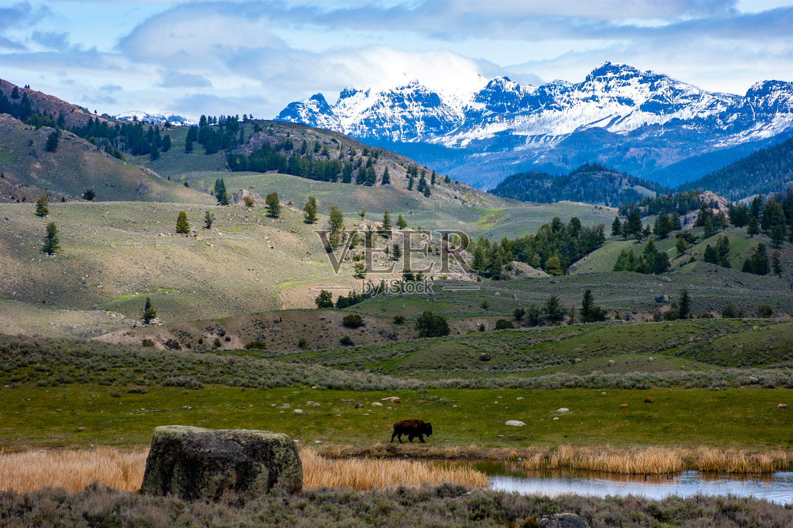 黄石公园的孤独野牛照片摄影图片