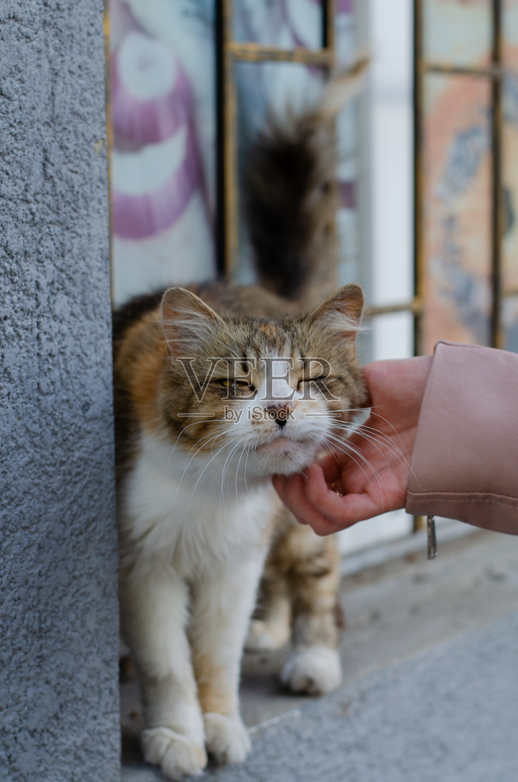 一位妇女抚摸着一只流浪猫。一只有斑点的流浪猫在街上和一个女孩玩耍。一名志愿者在照顾一只无家可归的动物。纯种宠物散步。照片摄影图片