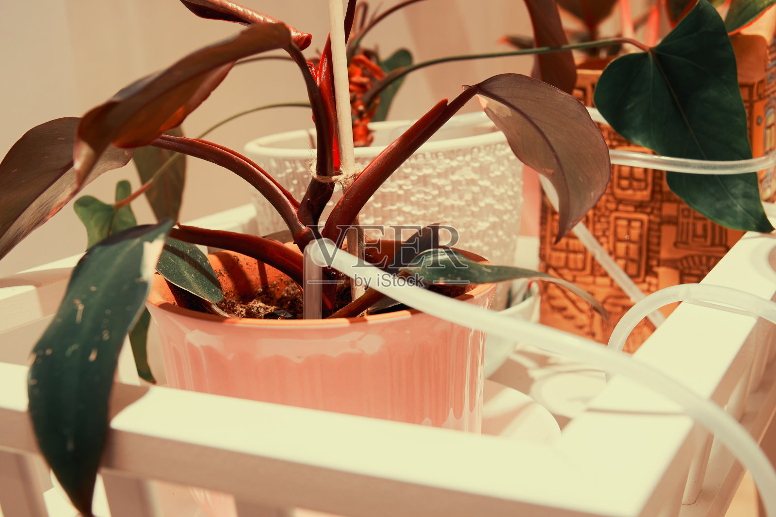 室内植物花卉自动滴灌系统照片摄影图片