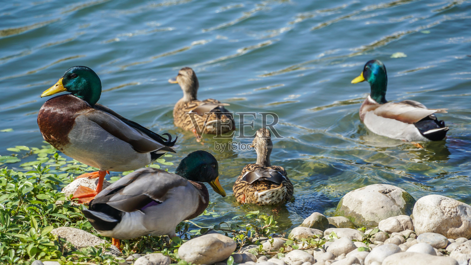 海口的野鸭照片摄影图片