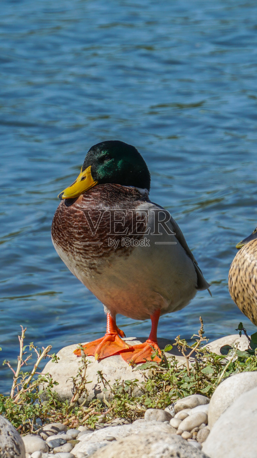 海口的野鸭照片摄影图片