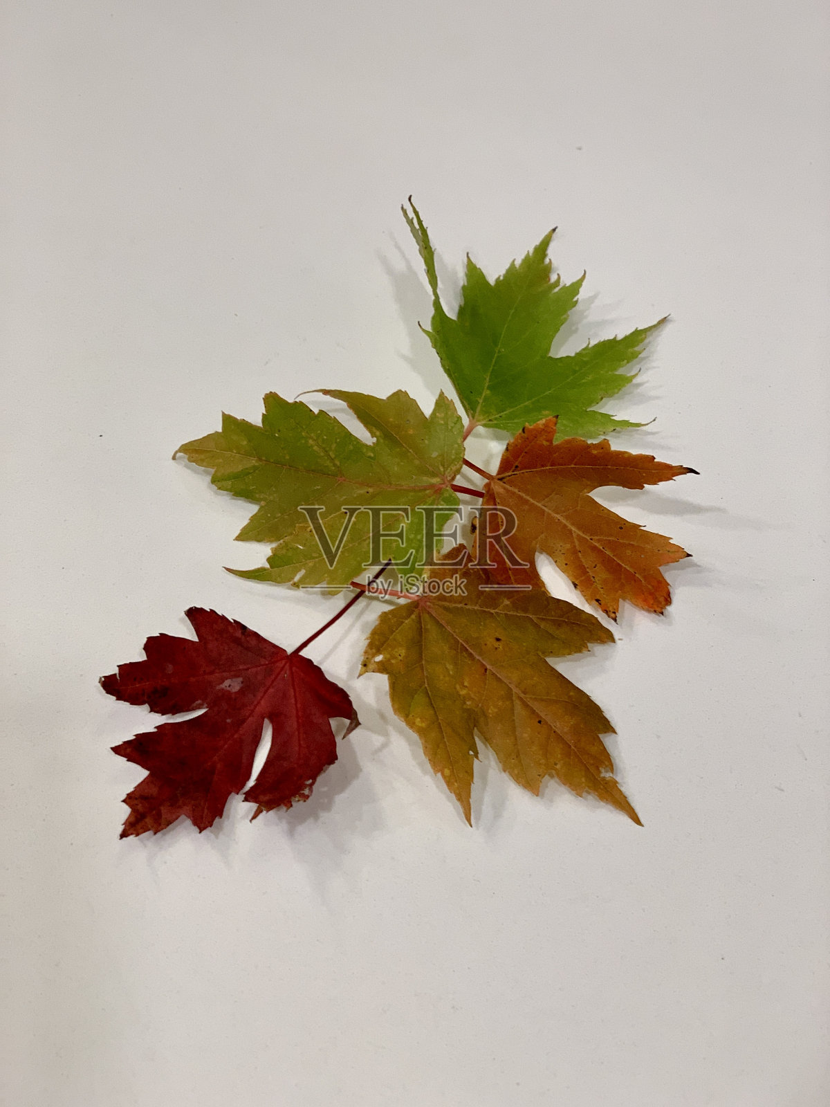 秋天的落叶照片摄影图片