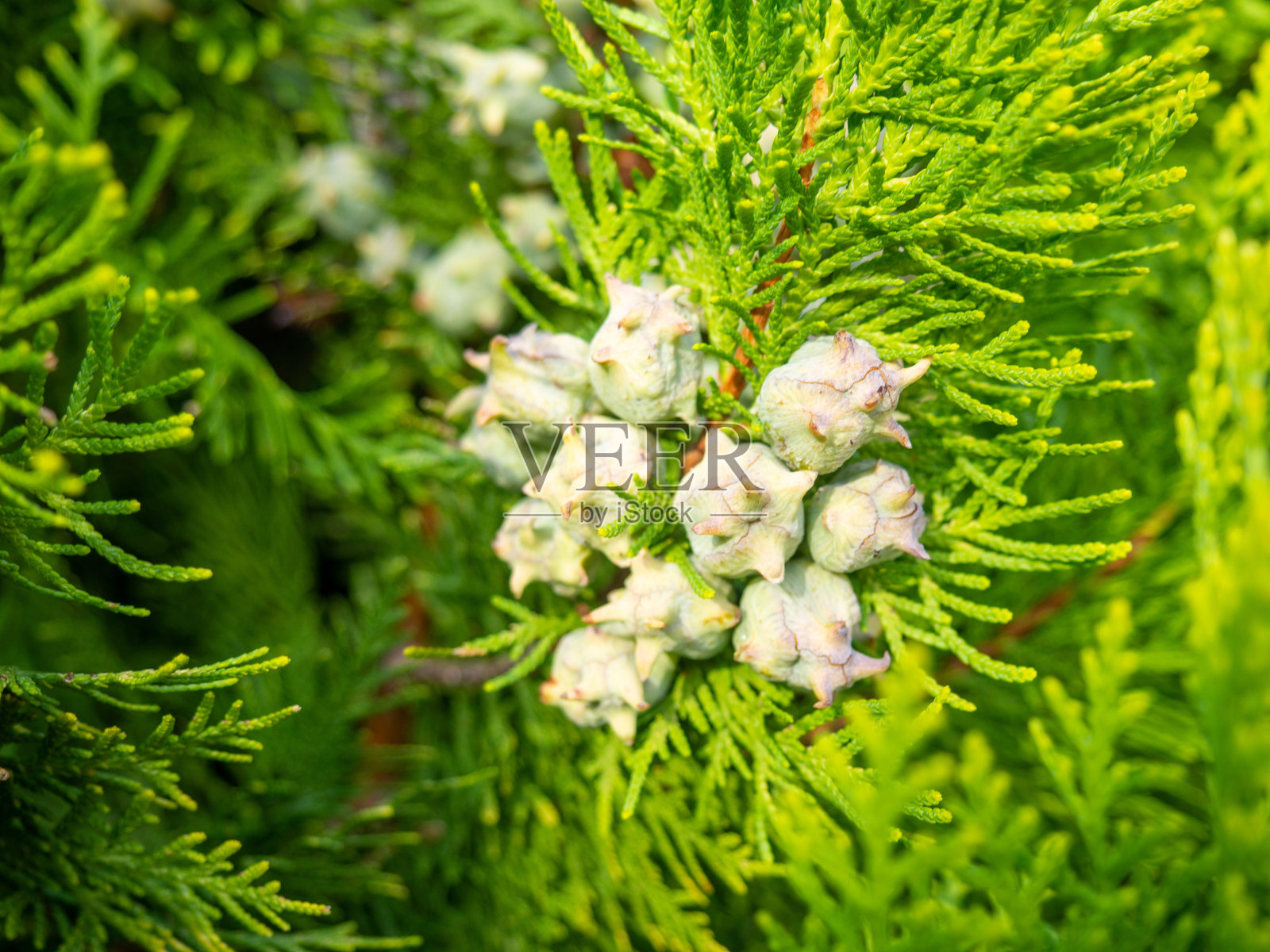 背景来自针叶树树叶。柏树锥。柏树针。美丽的自然背景。松针的概念。树上的坚果。照片摄影图片