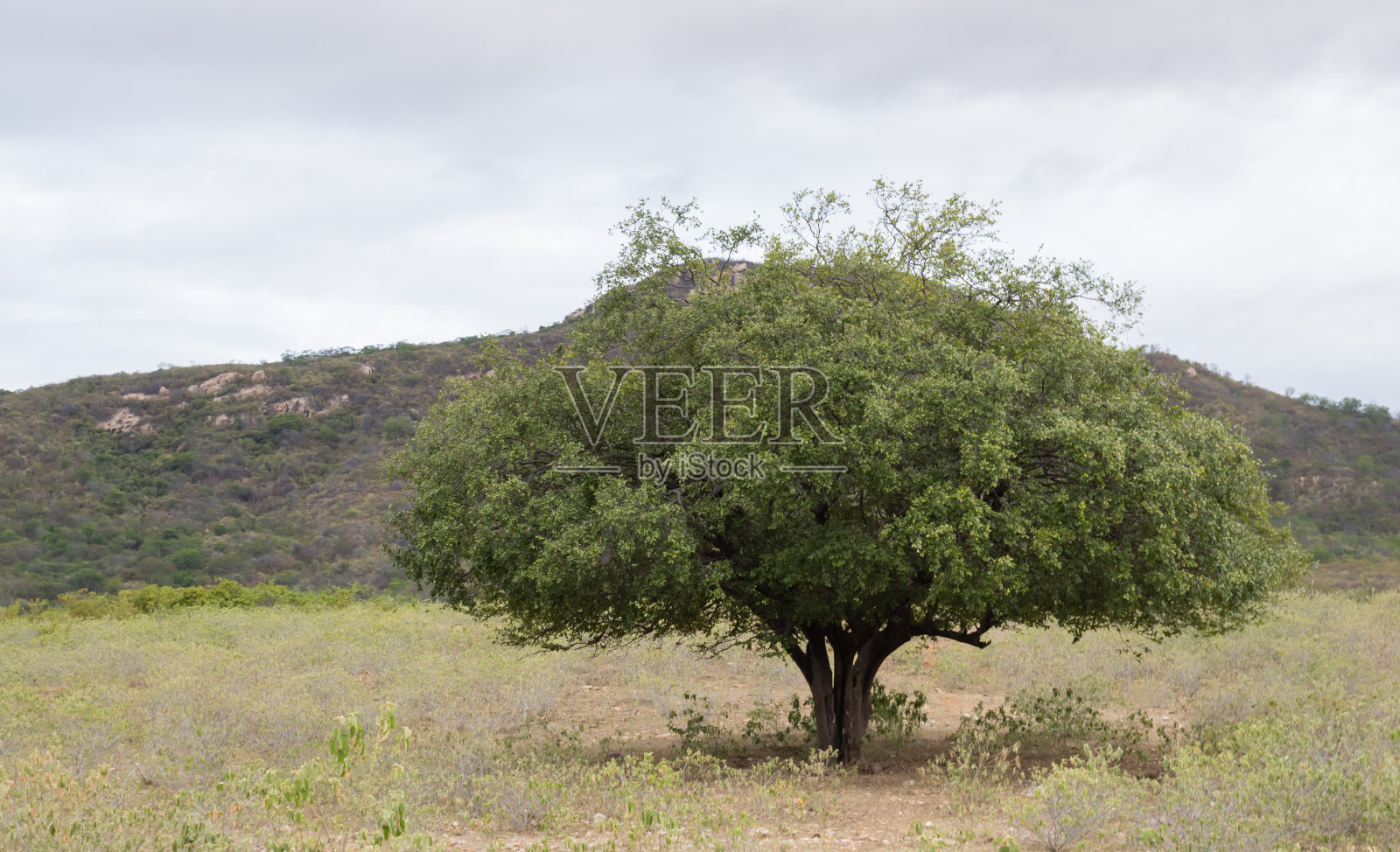 树组成了一个caatinga景观照片摄影图片