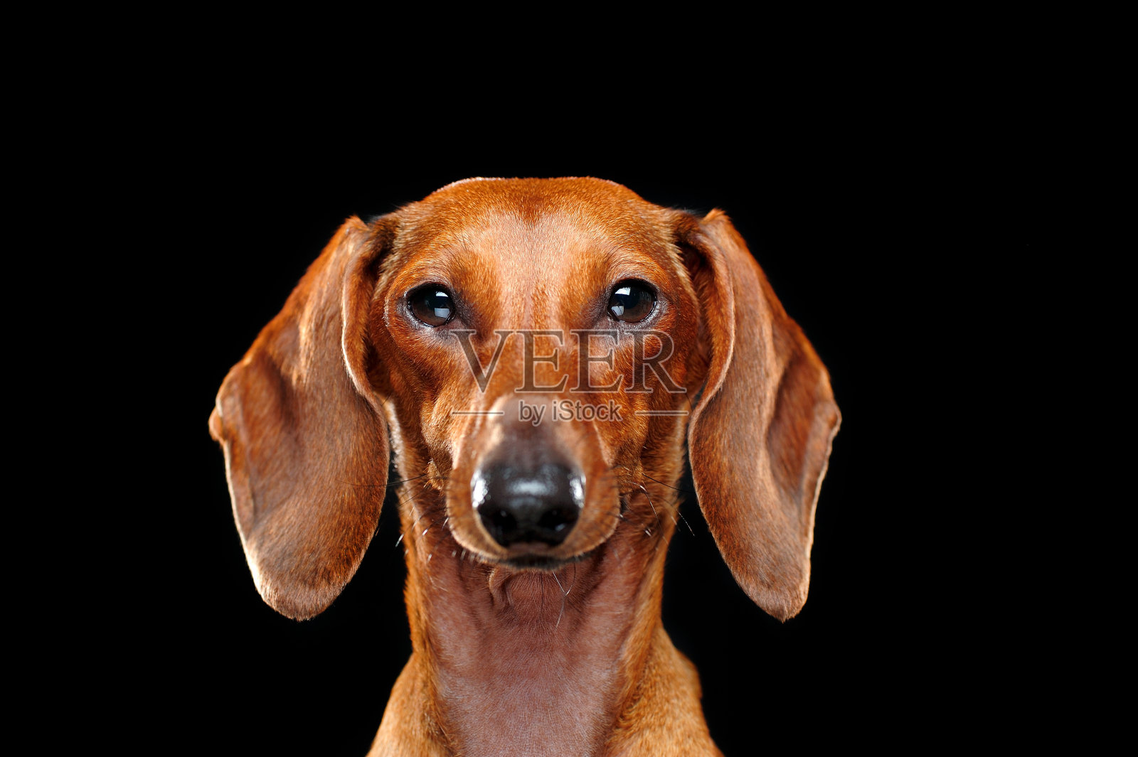 黑色背景下的腊肠犬的头像照片摄影图片