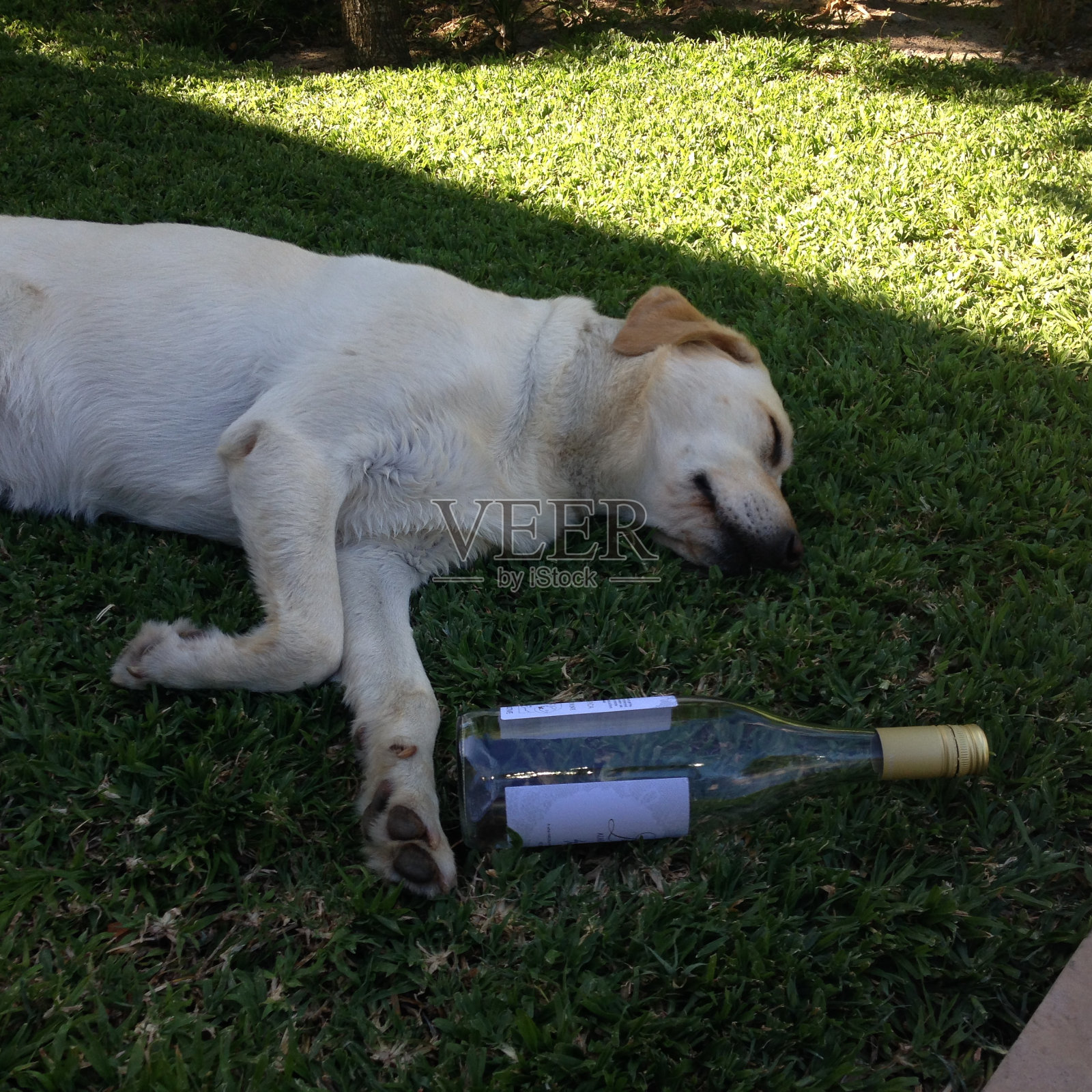 喝多了照片摄影图片