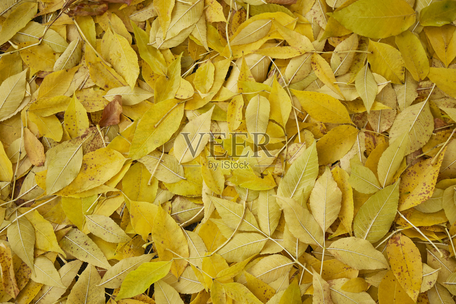 背景是秋天的黄叶秋天的氛围照片摄影图片