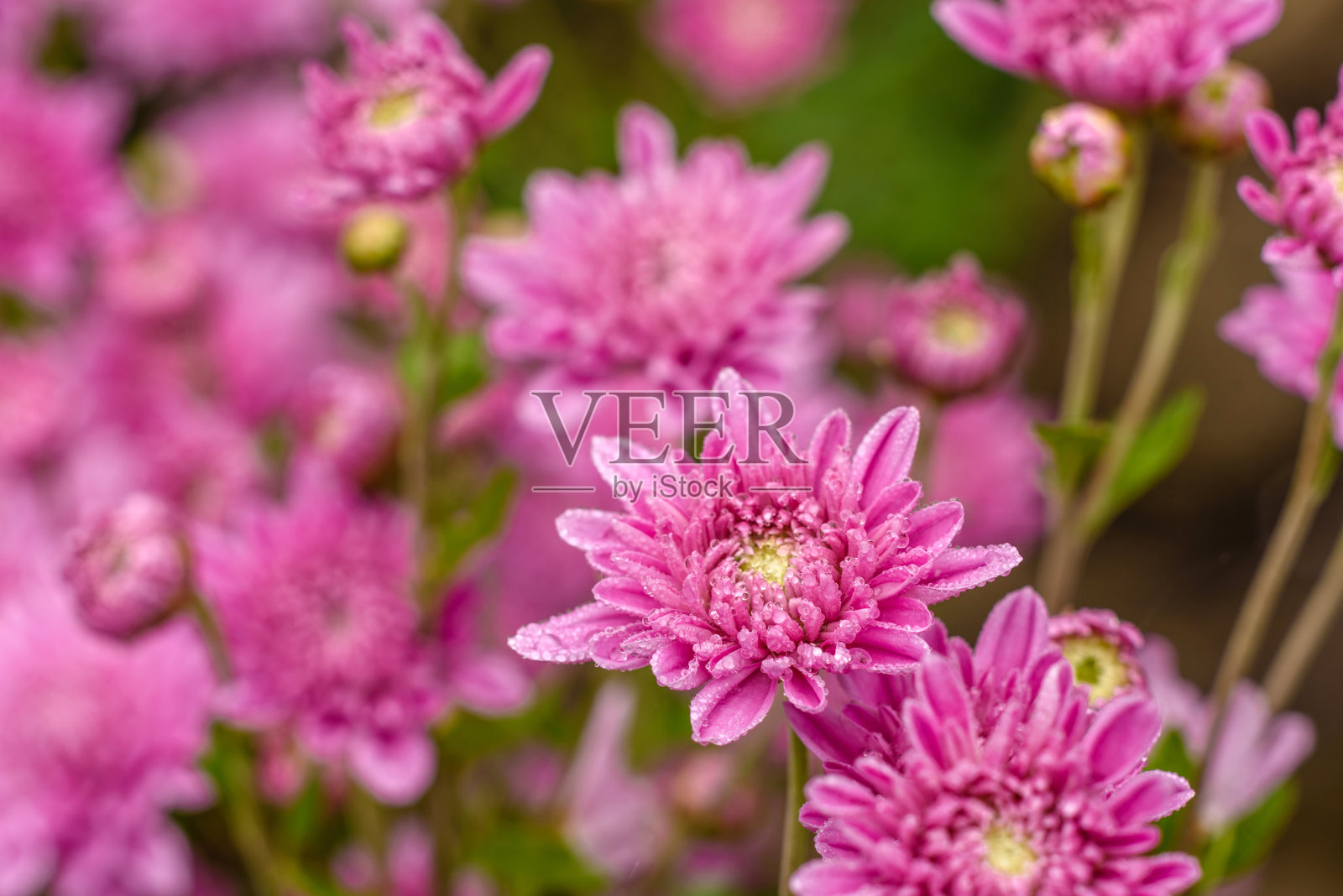 一束粉色菊花的特写照片照片摄影图片