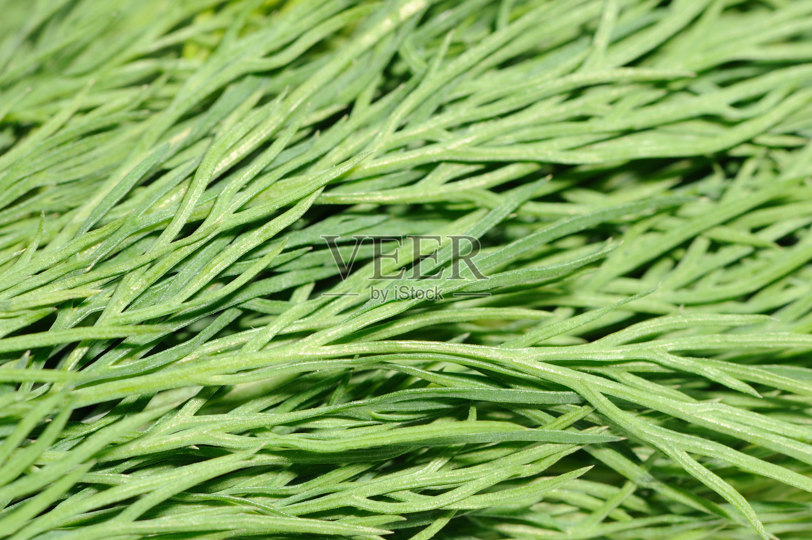 新鲜莳萝宏照片摄影图片