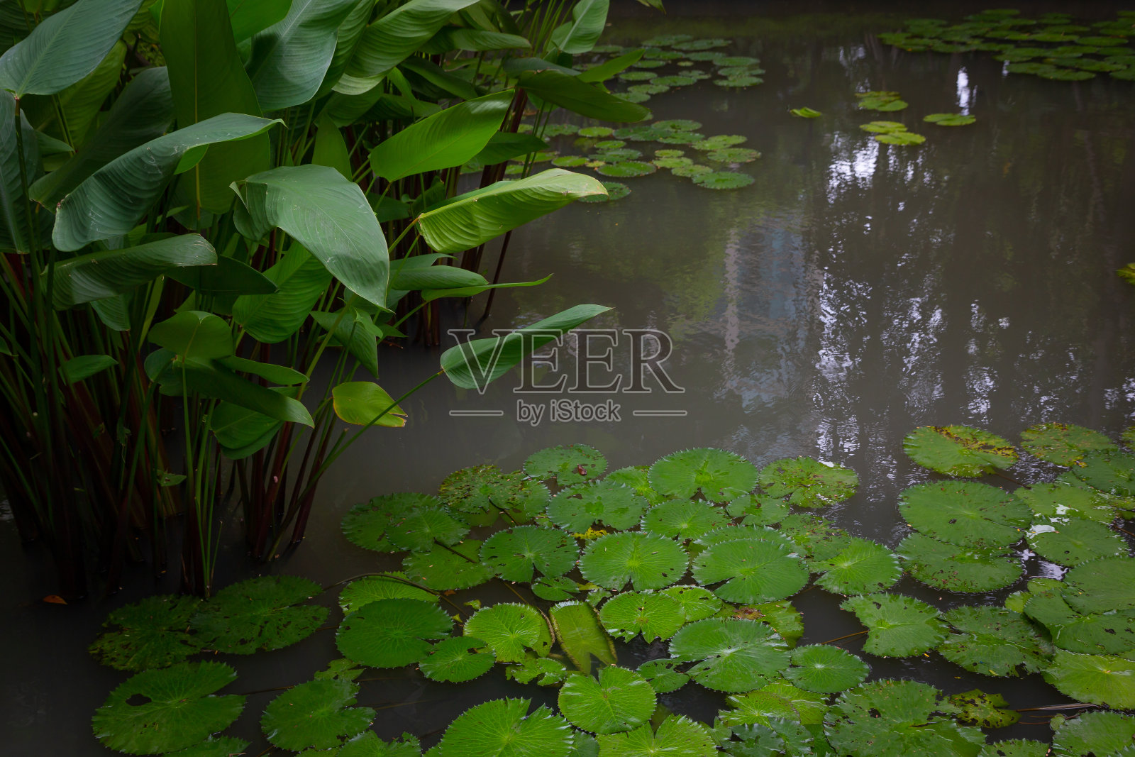室内池塘,睡莲和箭根,让人感觉像在家里一样轻松照片摄影图片