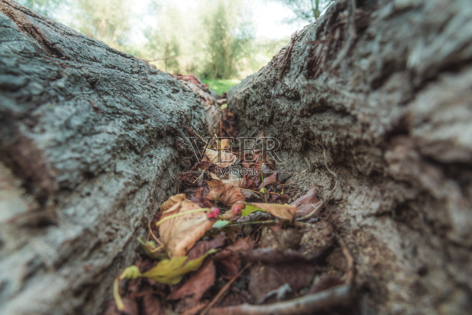 一根棕色叶子的老木头照片摄影图片