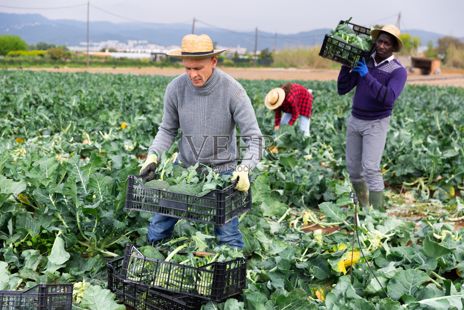 专业的男性农民抱着装满西兰花的板条箱照片摄影图片