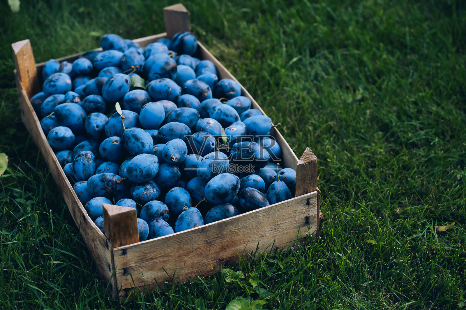 一个装满梅子的木盒立在绿色的草坪上,花园,文字的空间照片摄影图片