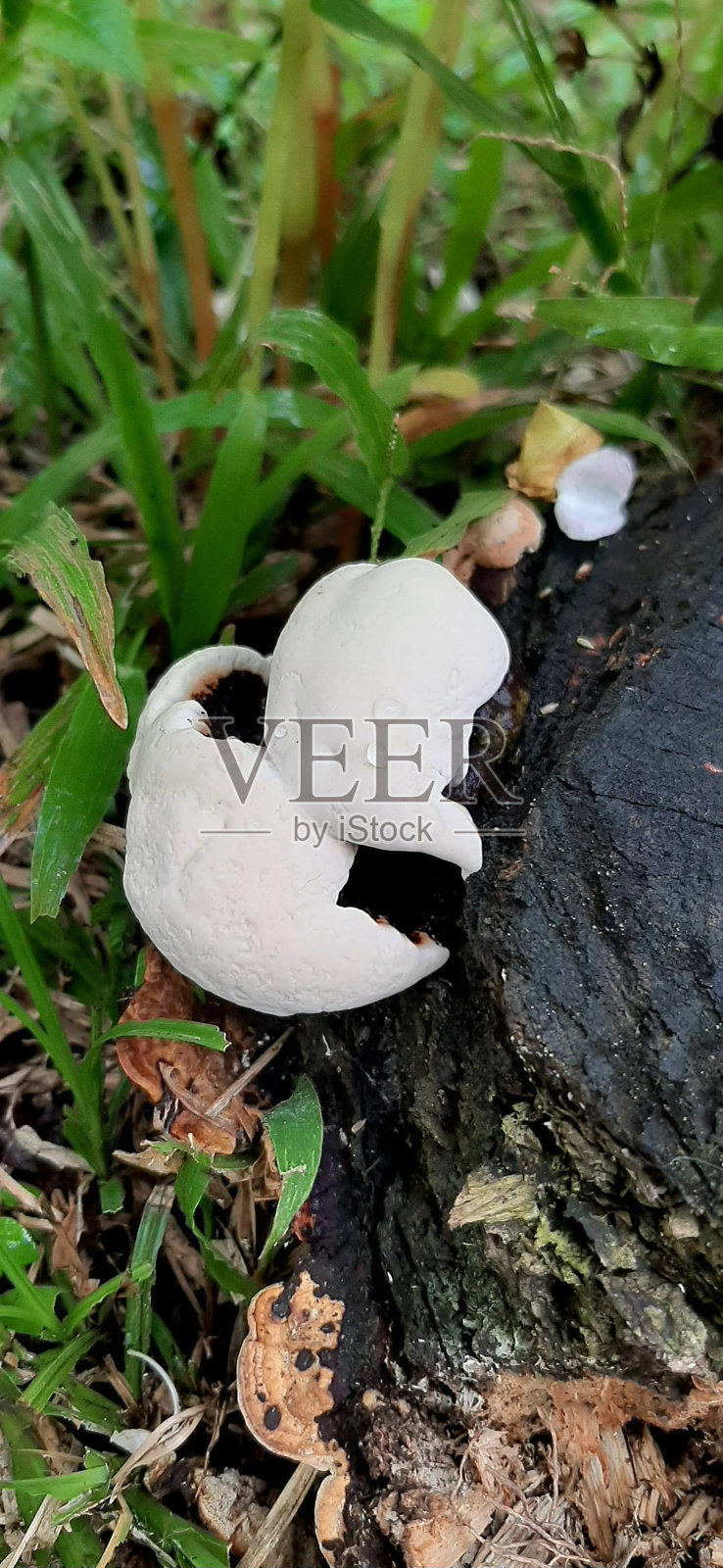 真菌照片摄影图片