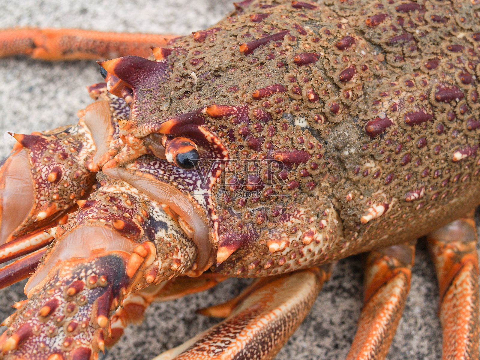 尖刺状的岩石龙虾照片摄影图片
