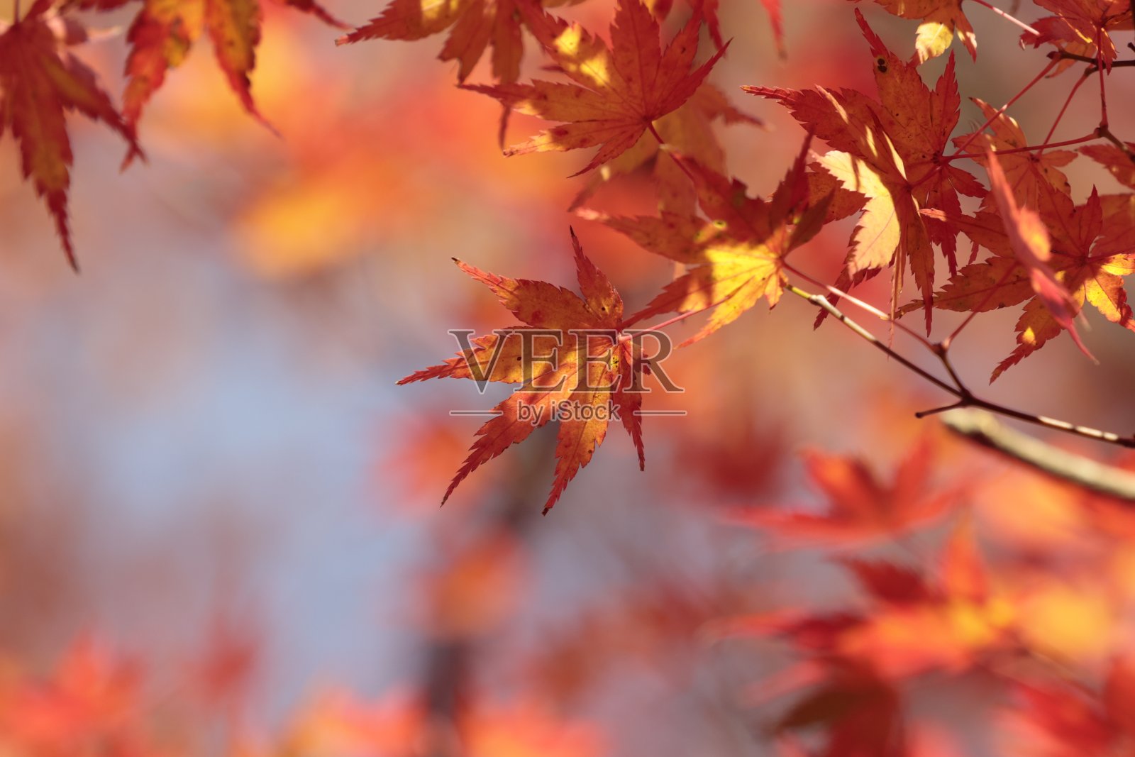 秋叶被阳光照亮照片摄影图片