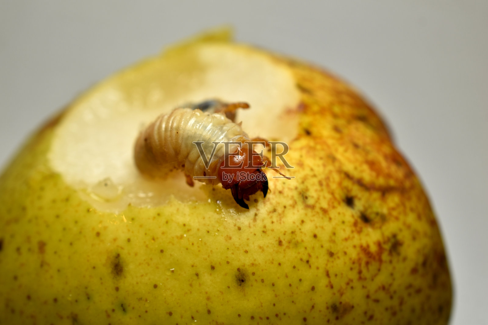 五月甲虫幼虫坐在梨树上。照片摄影图片