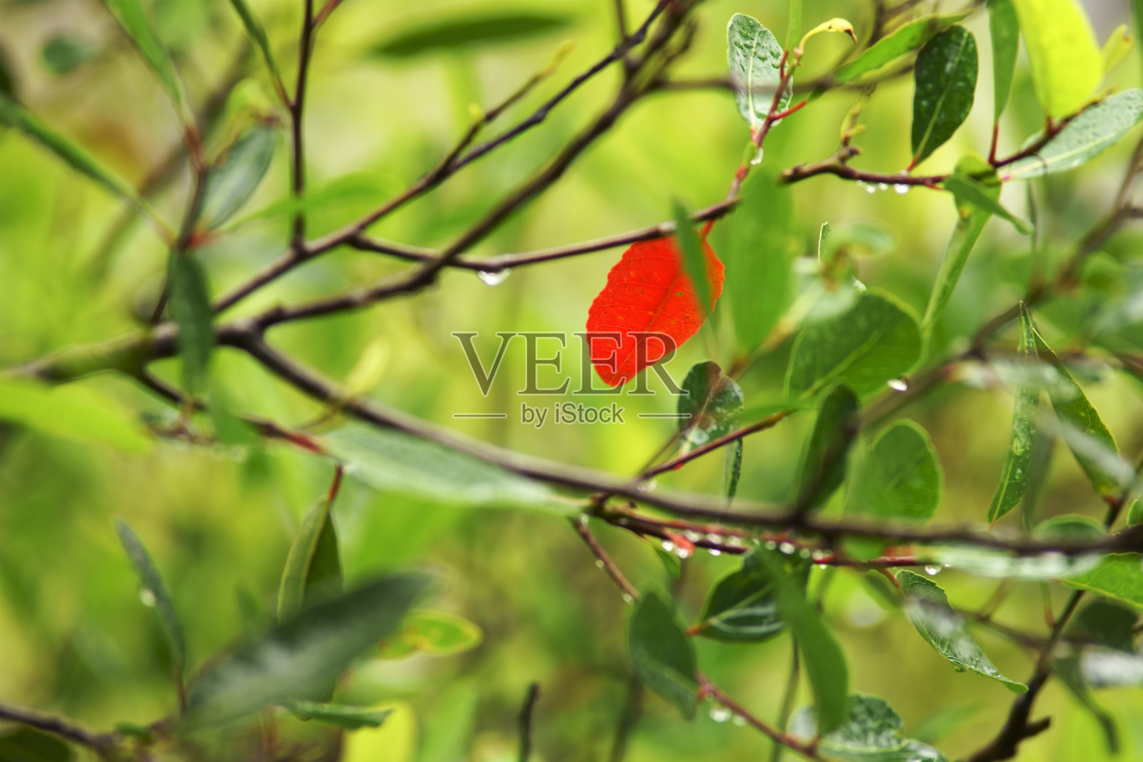 橄榄叶背景照片摄影图片