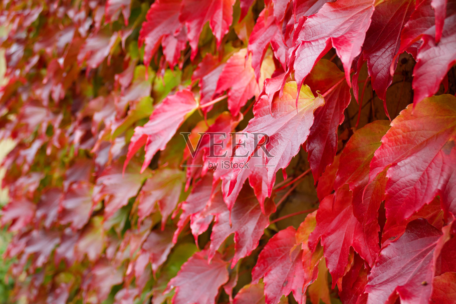 秋天红色的叶子波士顿常春藤在建筑外观。有选择性的重点照片摄影图片
