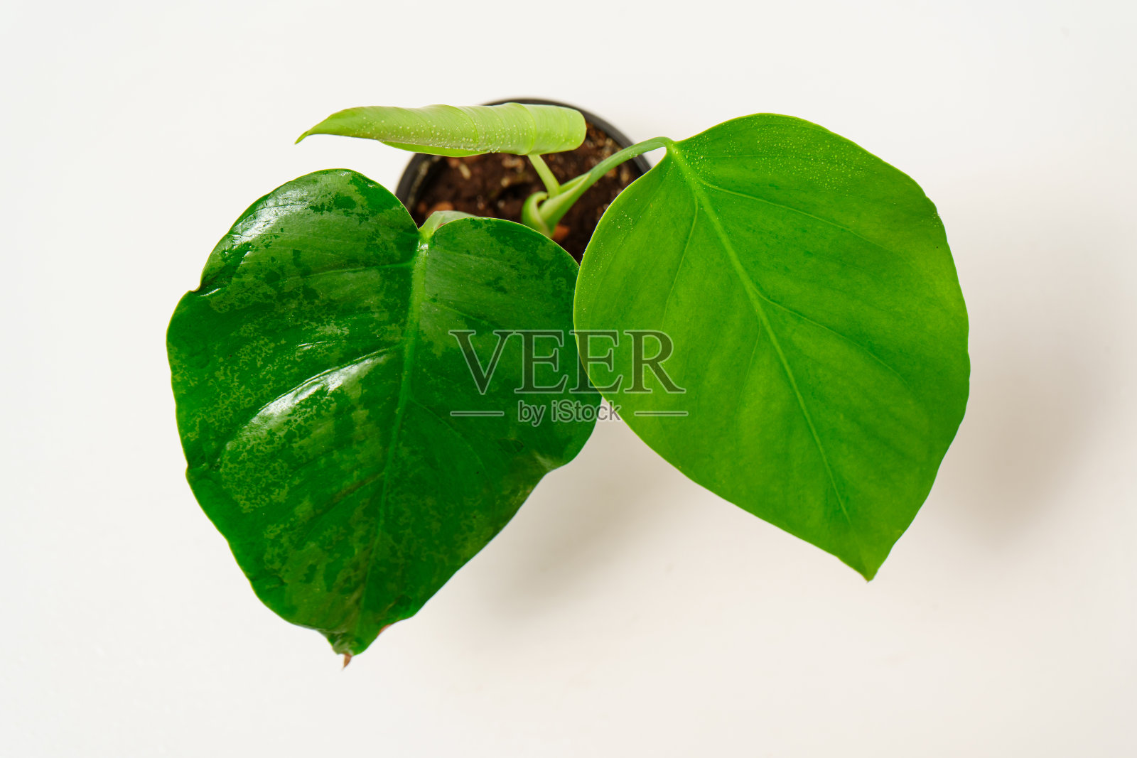 白色背景的花盆里的怪兽花。照片摄影图片