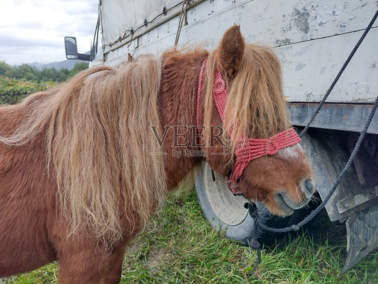 在罗马尼亚的小马。小马的肖像照片摄影图片