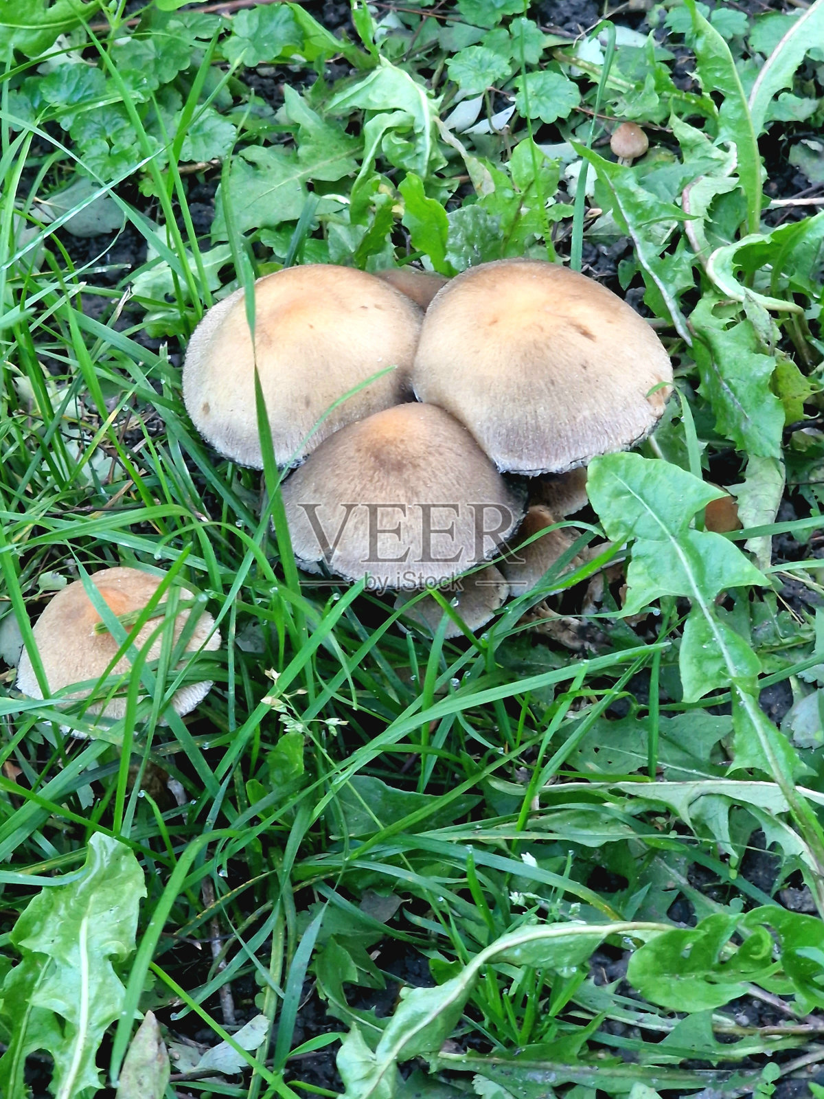 雨后的草地上长出了毒蕈照片摄影图片