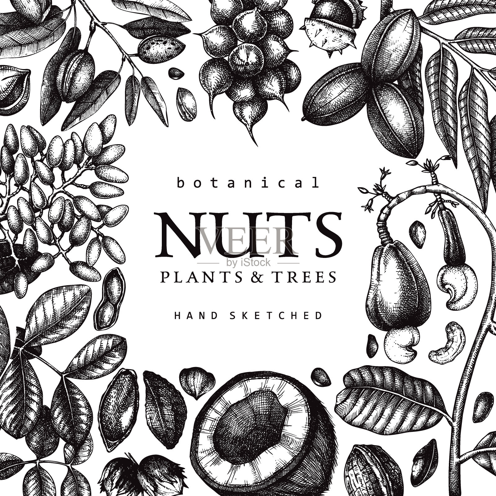 坚果植物框架插画图片素材