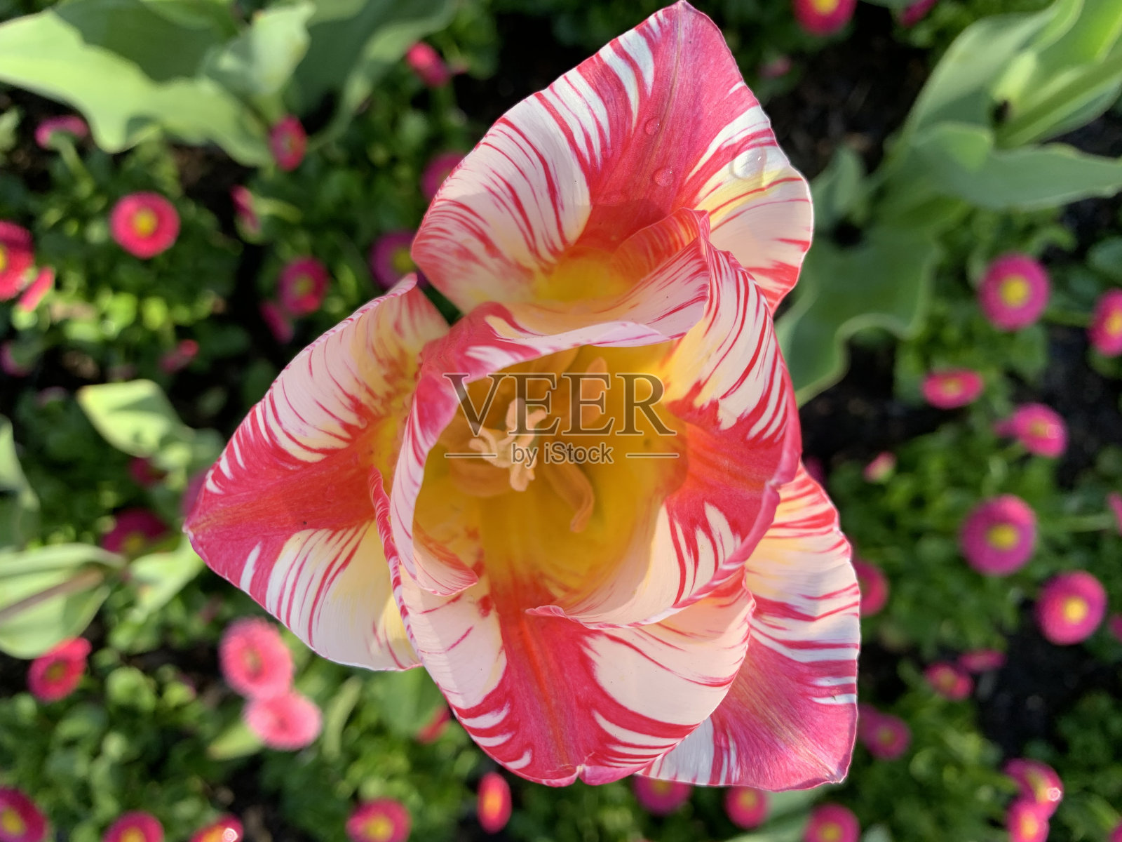 大理石图案的郁金香花的照片照片摄影图片