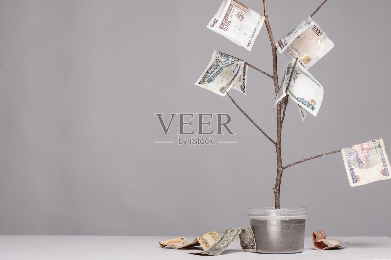 在植物上生长的钱照片摄影图片