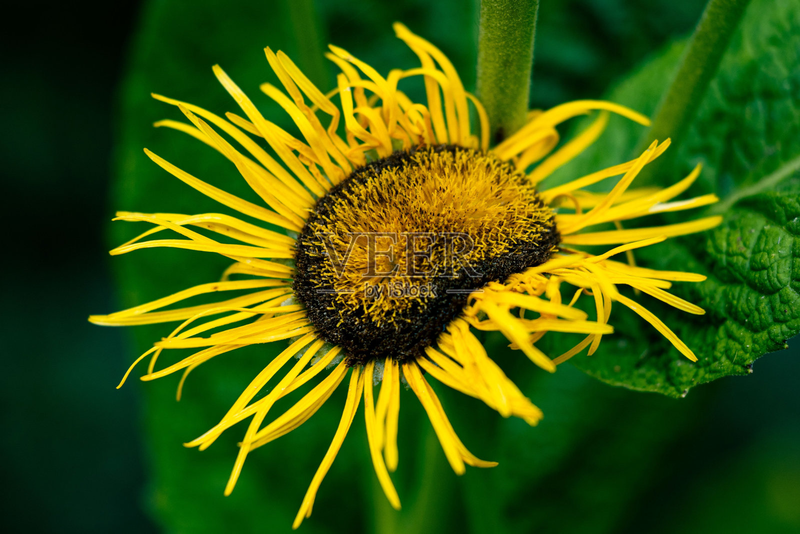 花园中的心叶牛眼花的特写照片摄影图片