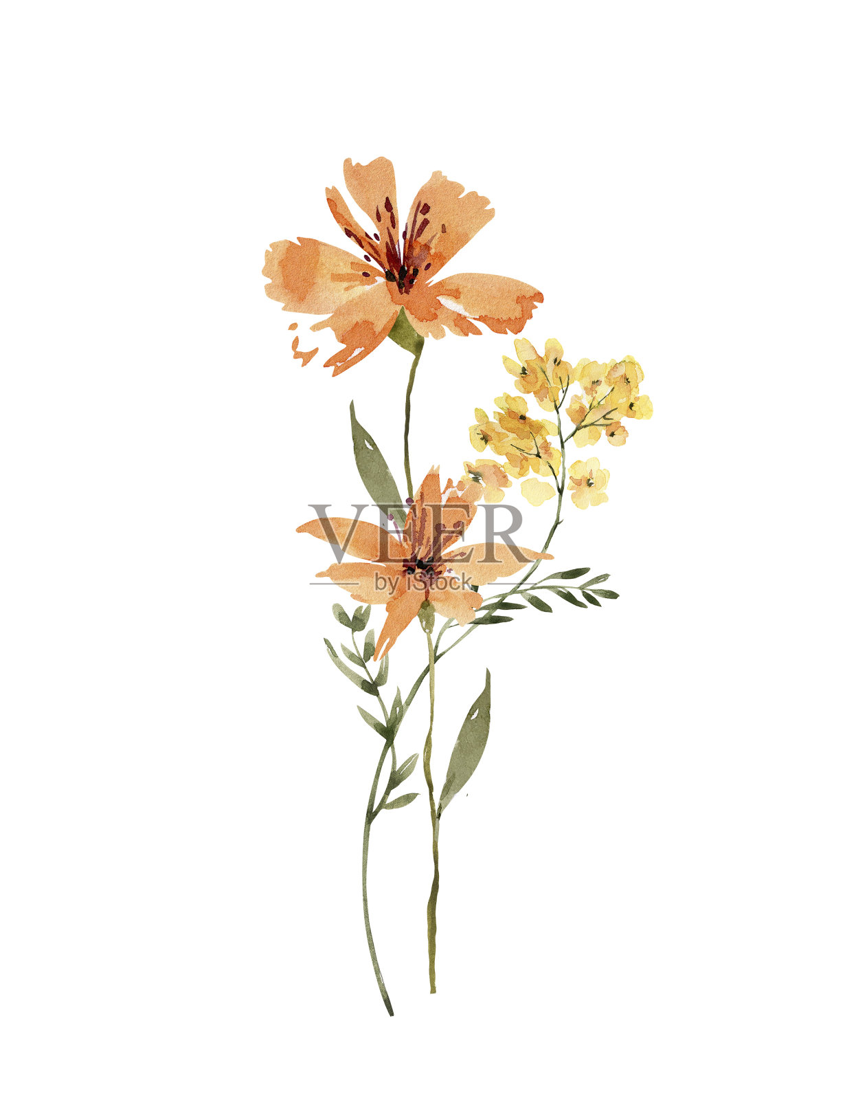 精致的花束橙花,水彩插画。插画图片素材