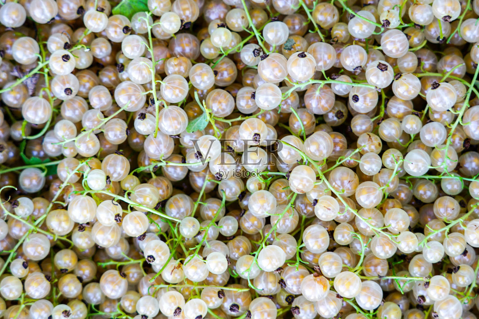 白醋栗的背景,新鲜,成熟和多汁的浆果照片摄影图片