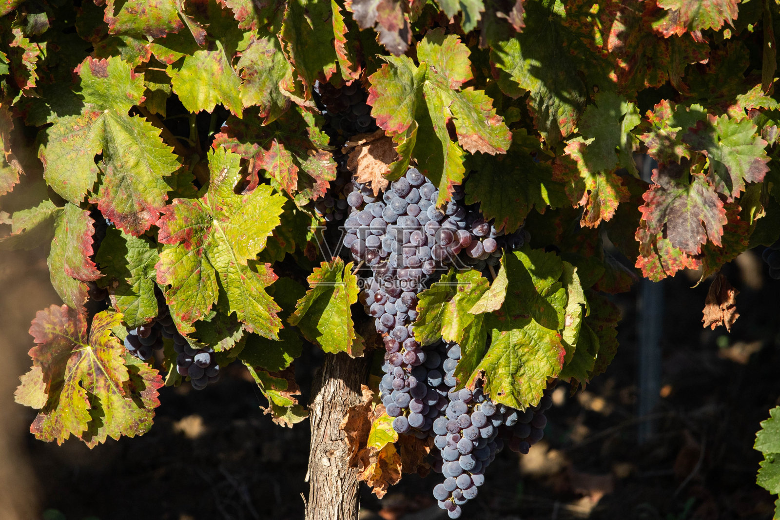 葡萄园酿酒葡萄照片摄影图片