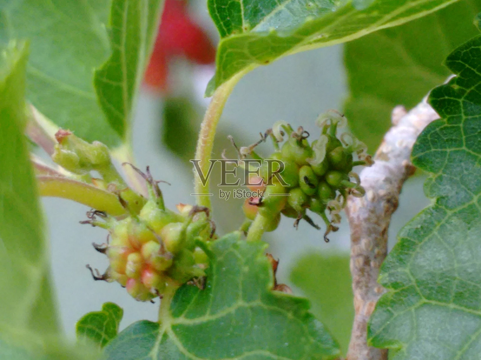 黑桑果:黑桑果(黑桑果)的果实,不是浆果,而是一种集合体果实,卵形的合心果,由瘦果组成,每个瘦果被多汁的花萼覆盖,未成熟时颜色从绿色到红色,成熟时颜色从紫色到黑色照片摄影图片